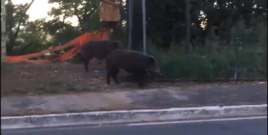 Roma: guerra dei cinghiali Pd 5Stelle. “Girano in città ma sono della Regione”