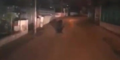 L’orso bruno a passeggio nelle strade. Torna l’incubo a Lecce nei Marsi