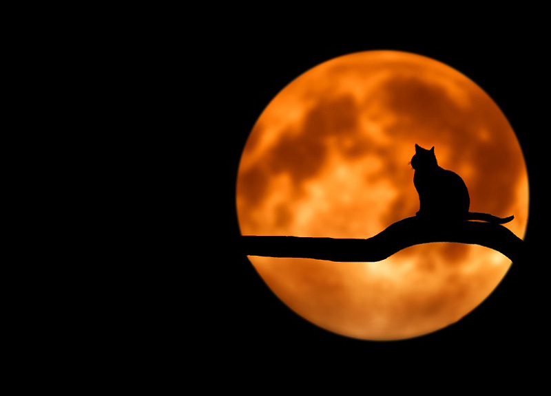 I gatti fanno bene a salute: adottare un gatto allunga la vita, i 10 benefici I gatti fanno bene a salute: adottare un gatto allunga la vita, i 10 benefici
