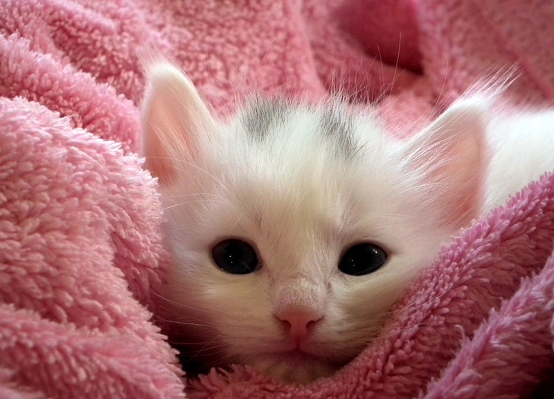 I gatti fanno bene a salute: adottare un gatto allunga la vita, i 10 benefici I gatti fanno bene a salute: adottare un gatto allunga la vita, i 10 benefici