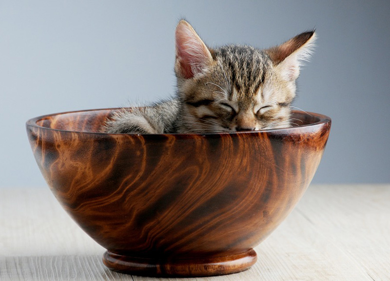 I gatti fanno bene a salute: adottare un gatto allunga la vita, i 10 benefici I gatti fanno bene a salute: adottare un gatto allunga la vita, i 10 benefici