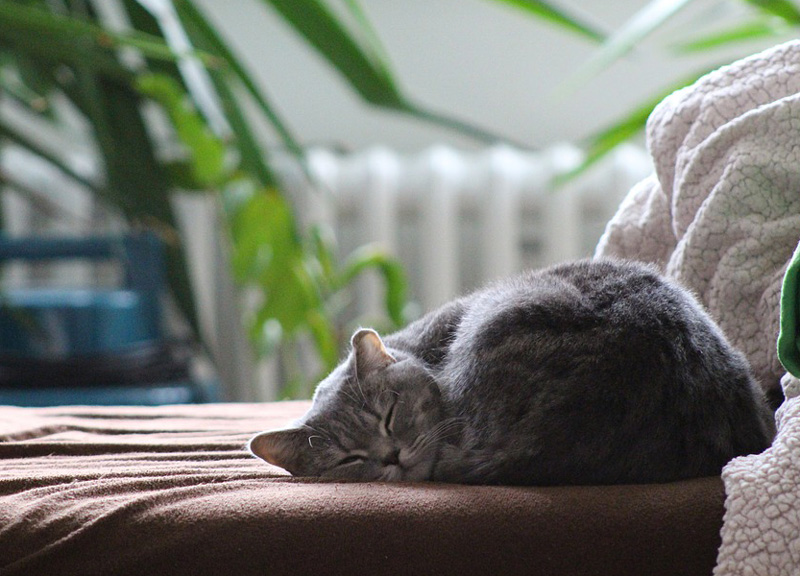 I gatti fanno bene a salute: adottare un gatto allunga la vita, i 10 benefici I gatti fanno bene a salute: adottare un gatto allunga la vita, i 10 benefici