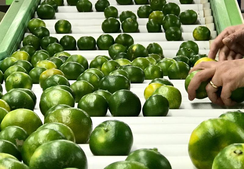 Sicilia, un nuovo nato tra gli agrumi. E’ già tempo di Miyagawa Sicilia, un nuovo nato tra gli agrumi. E’ già tempo di Miyagawa