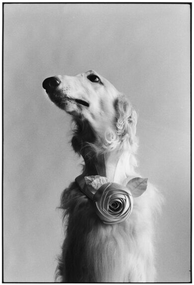 Pavia, i click di Erwitt: ironia e romanticismo in bianco e nero