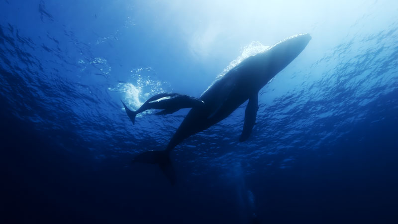 Huawei e WWF: i canti delle megattere diventano musica. Il progetto Huawei e WWF: i canti delle megattere diventano musica. Il progetto