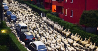 Gregge di pecore in transumanza bruca siepi condominiali a Lecco