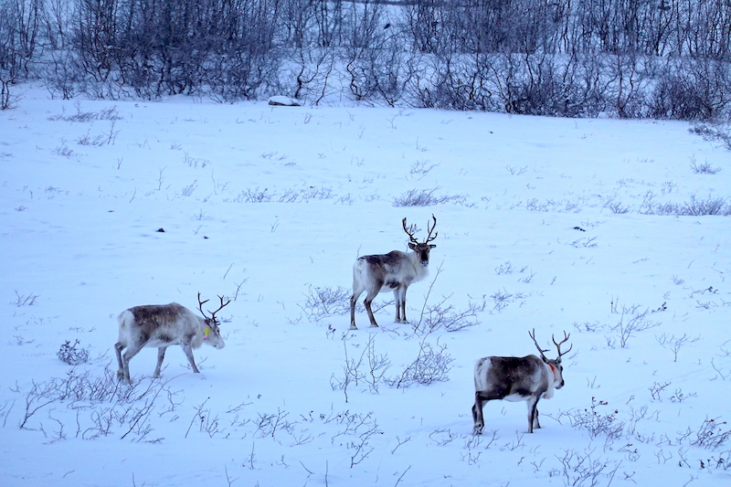 Citroen C5 Aircross 71° N Limited Edition,  missione compiuta