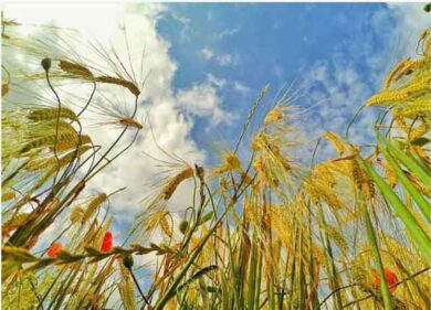 Agricoltura Lazio, il bio raddoppia, la chimica dimezza. Mangiare bene si può