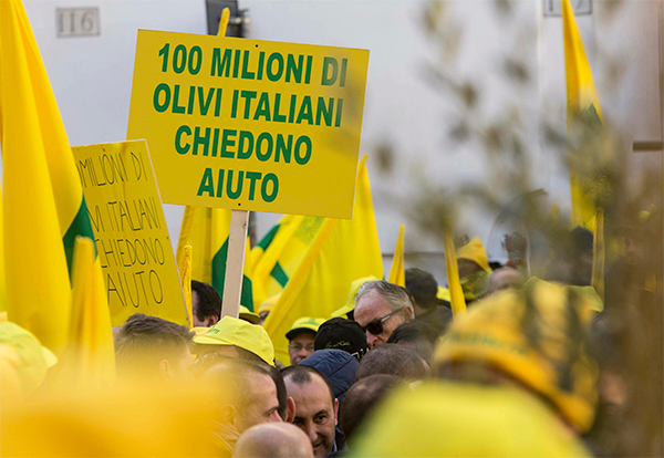 Latte: Conte convoca i pastori. Salvini: “Soluzione entro 48 ore” Latte: Conte convoca i pastori. Salvini: “Soluzione entro 48 ore”