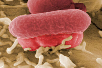 Batteri intestinali, scoperte 2000 specie. BATTERI DELL’INTESTINO SMASCHERATI