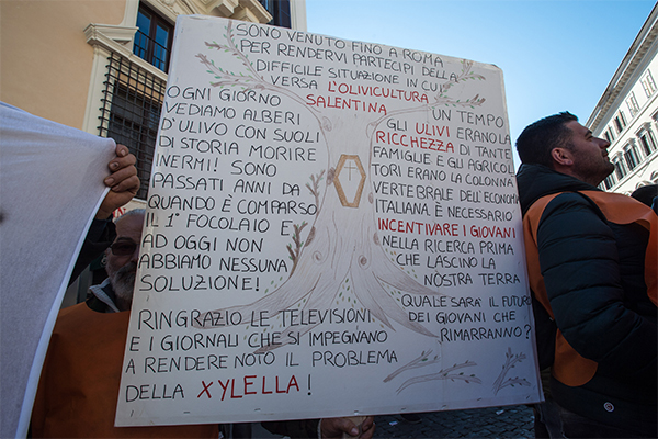 Gilet arancioni in piazza. Centinaio, Xylella: “I soldi ci sono, si parte”