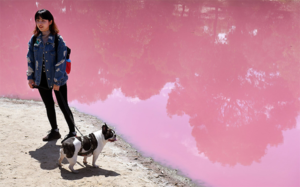 Australia, il lago di Westgate Park cambia colore: 50 sfumature di rosa. FOTO Australia, il lago di Westgate Park cambia colore: 50 sfumature di rosa. FOTO