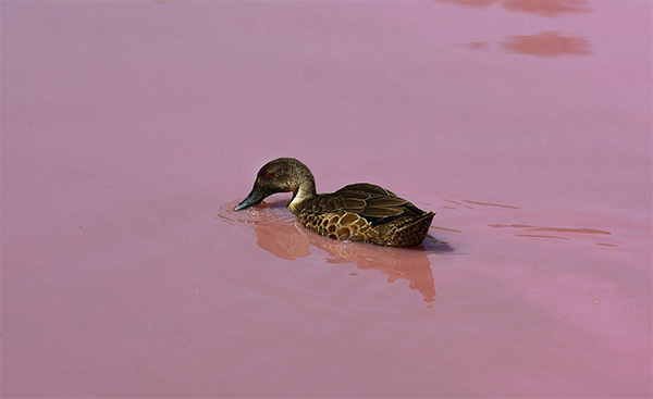 Australia, il lago di Westgate Park cambia colore: 50 sfumature di rosa. FOTO Australia, il lago di Westgate Park cambia colore: 50 sfumature di rosa. FOTO