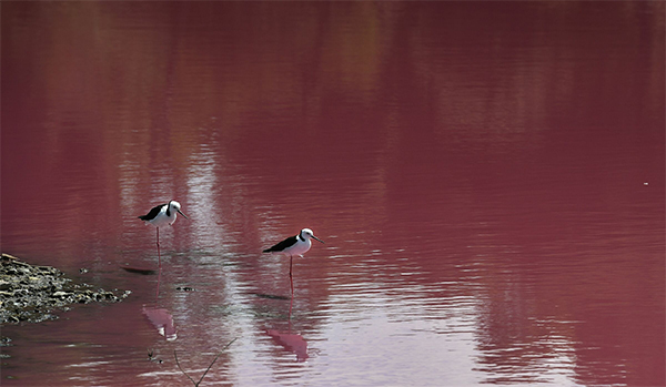 Australia, il lago di Westgate Park cambia colore: 50 sfumature di rosa. FOTO Australia, il lago di Westgate Park cambia colore: 50 sfumature di rosa. FOTO