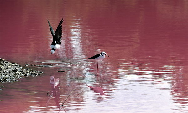 Australia, il lago di Westgate Park cambia colore: 50 sfumature di rosa. FOTO Australia, il lago di Westgate Park cambia colore: 50 sfumature di rosa. FOTO