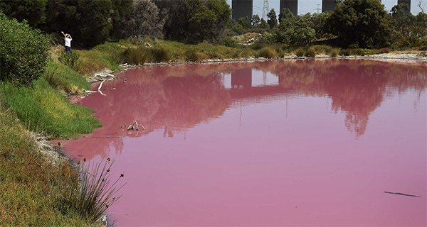 Australia, il lago di Westgate Park cambia colore: 50 sfumature di rosa. FOTO Australia, il lago di Westgate Park cambia colore: 50 sfumature di rosa. FOTO