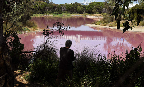 Australia, il lago di Westgate Park cambia colore: 50 sfumature di rosa. FOTO Australia, il lago di Westgate Park cambia colore: 50 sfumature di rosa. FOTO