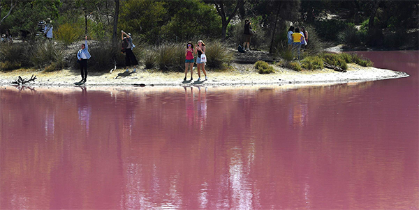 Australia, il lago di Westgate Park cambia colore: 50 sfumature di rosa. FOTO Australia, il lago di Westgate Park cambia colore: 50 sfumature di rosa. FOTO
