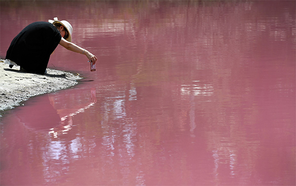 Australia, il lago di Westgate Park cambia colore: 50 sfumature di rosa. FOTO Australia, il lago di Westgate Park cambia colore: 50 sfumature di rosa. FOTO