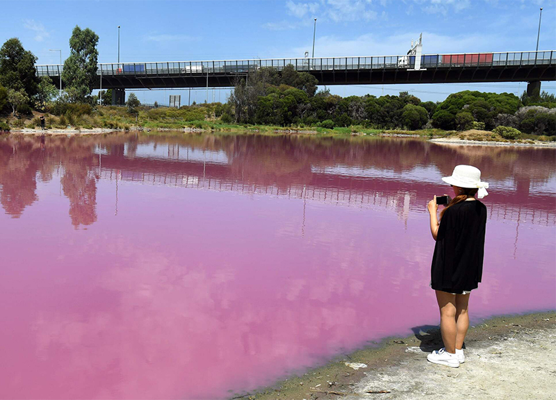 Australia, il lago di Westgate Park cambia colore: 50 sfumature di rosa. FOTO Australia, il lago di Westgate Park cambia colore: 50 sfumature di rosa. FOTO