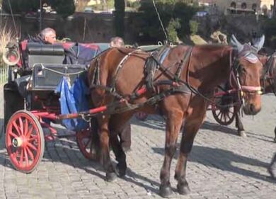 Bengalese ruba una botticella in piazza Venezia. Incita il cavallo a partire