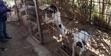 Cani malati e denutriti: sequestrato allevamento “lager” abusivo sull’Aniene