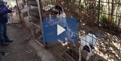 Cani malati e denutriti: sequestrato allevamento “lager” abusivo sull’Aniene
