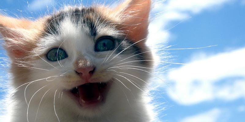 Gatti, i nuovi influencer: un business da miliardi di euro Gatti, i nuovi influencer: un business da miliardi di euro