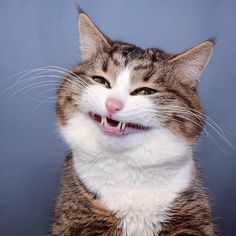 Gatti, i nuovi influencer: un business da miliardi di euro Gatti, i nuovi influencer: un business da miliardi di euro