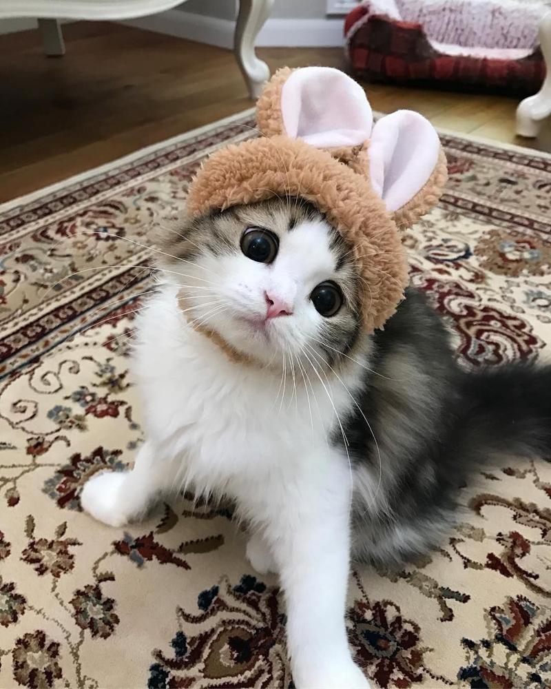 Gatti, i nuovi influencer: un business da miliardi di euro Gatti, i nuovi influencer: un business da miliardi di euro