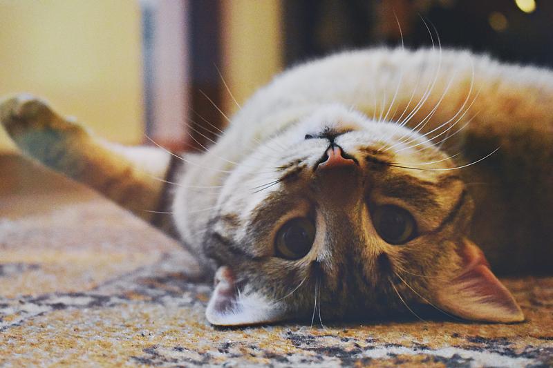 Gatti, i nuovi influencer: un business da miliardi di euro Gatti, i nuovi influencer: un business da miliardi di euro