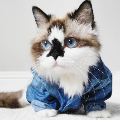 Gatti, i nuovi influencer: un business da miliardi di euro Gatti, i nuovi influencer: un business da miliardi di euro
