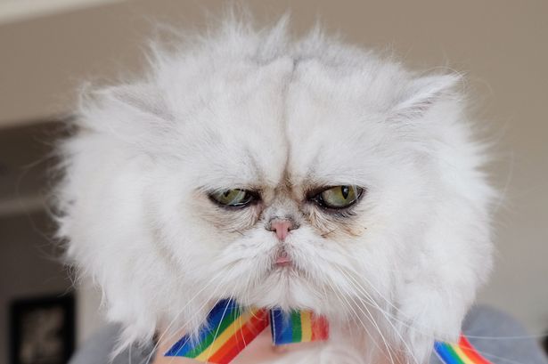 Gatti, i nuovi influencer: un business da miliardi di euro Gatti, i nuovi influencer: un business da miliardi di euro