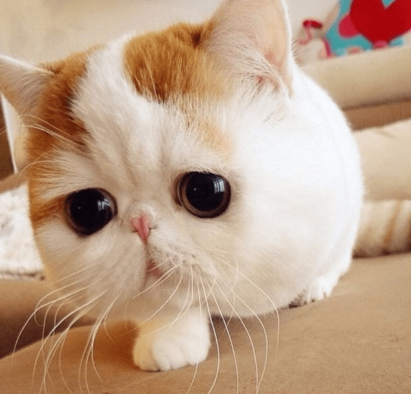 Gatti, i nuovi influencer: un business da miliardi di euro Gatti, i nuovi influencer: un business da miliardi di euro