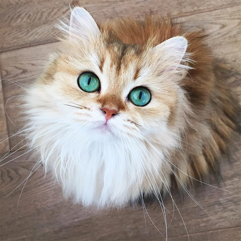 Gatti, i nuovi influencer: un business da miliardi di euro Gatti, i nuovi influencer: un business da miliardi di euro