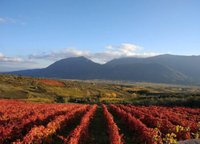 Città europea del Vino 2019: il Sud riparte da Matera e da Sannio Falanghina