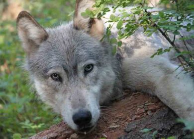 Comune Milano si prende cura di cane abbandonato e riceve un risarcimento