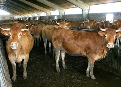 Carne, in Lombardia si alleva il 25% dei bovini nazionali