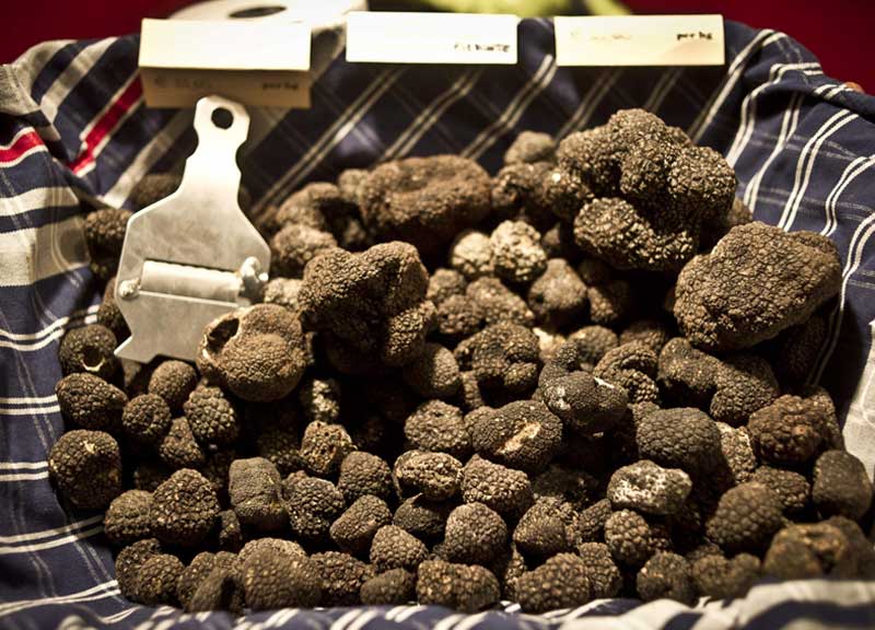 Food, il tartufo umbro conquista il mondo: l’80% del prodotto in 76 paesi Food, il tartufo umbro conquista il mondo: l’80% del prodotto in 76 paesi