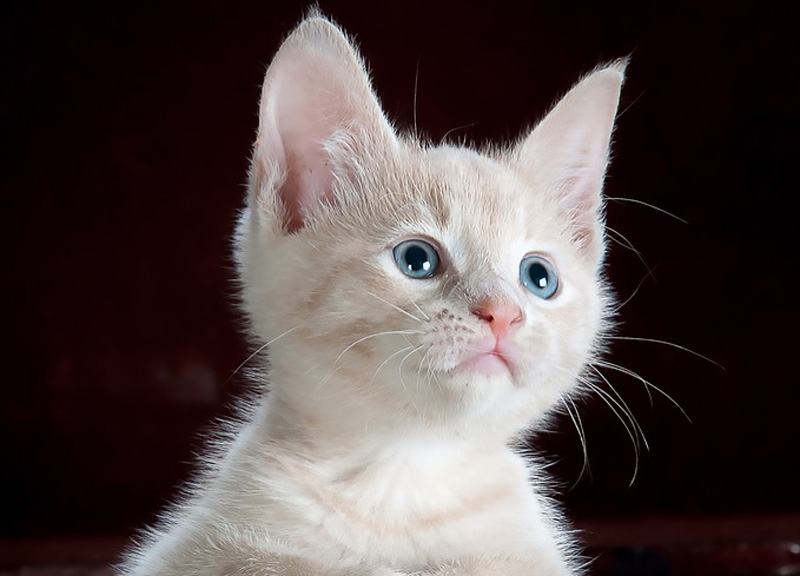 Se il tuo gatto fa la dieta rischi la galera Se il tuo gatto fa la dieta rischi la galera