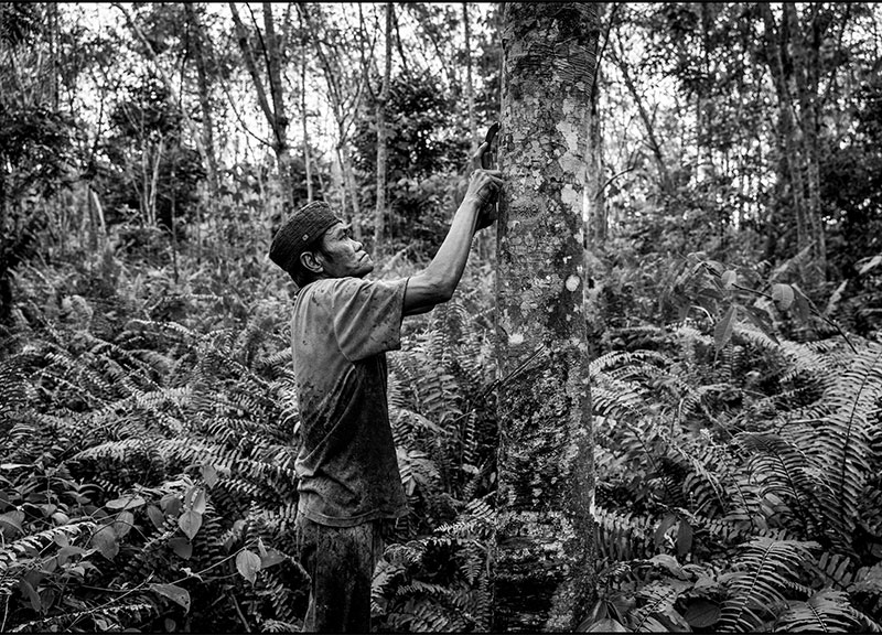 Pirelli lancia piattaforma digitale per conoscere mondo della gomma naturale Pirelli lancia piattaforma digitale per conoscere mondo della gomma naturale