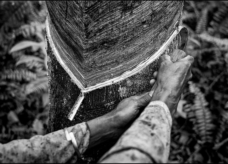 Pirelli lancia piattaforma digitale per conoscere mondo della gomma naturale Pirelli lancia piattaforma digitale per conoscere mondo della gomma naturale