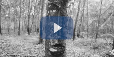 Pirelli, un viaggio in Thailandia e Indonesia per promuovere la gomma naturale