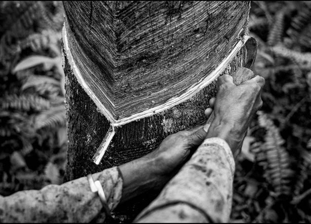 Pirelli lancia piattaforma digitale per conoscere mondo della gomma naturale Pirelli lancia piattaforma digitale per conoscere mondo della gomma naturale