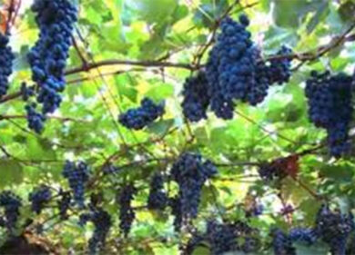 L’Italia del vino sbarca a Napoli e brinda con i migliori brand nazionali