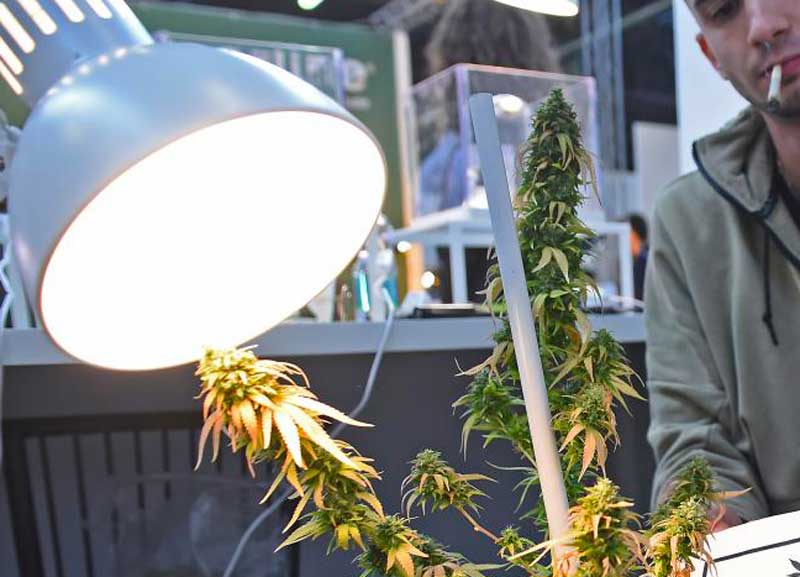 Canapa light, l’ultima follia: comprano i semi e poi se li fumano. La scoperta Canapa light, l’ultima follia: comprano i semi e poi se li fumano. La scoperta