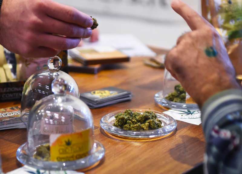 Canapa light, l’ultima follia: comprano i semi e poi se li fumano. La scoperta Canapa light, l’ultima follia: comprano i semi e poi se li fumano. La scoperta