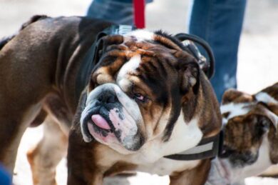 Drogato picchia cane e aggredisce i carabinieri: militare finisce in ospedale