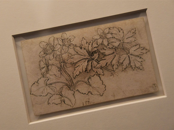 LEONARDO mai visto, la Sala delle Asse svela nuove opere al Castello Sforzesco