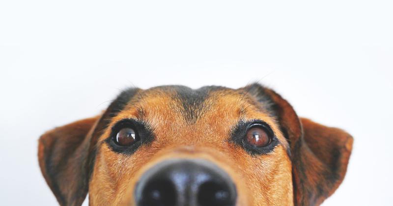 Elezioni, per il 26 maggio candidati anche tre cani Elezioni, per il 26 maggio candidati anche tre cani